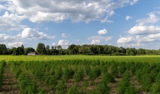 Hemp plants grow in SUNY Adirondack's farm