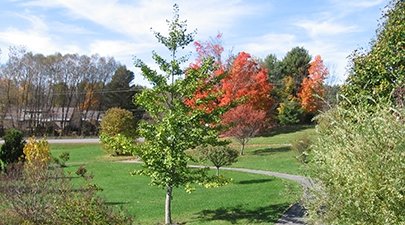 Trees line a path through the on-campus Arboretum