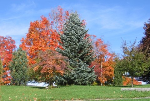 SUNY Adirondack's Arboretum has species labeled with their common and scientific names.